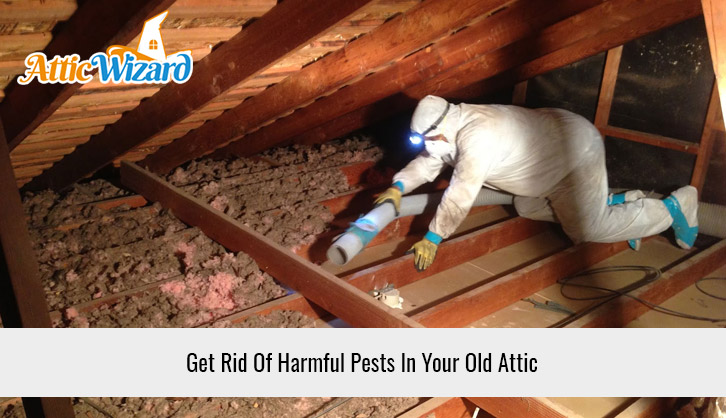 Get Rid Of Harmful Pests In Your Old Attic